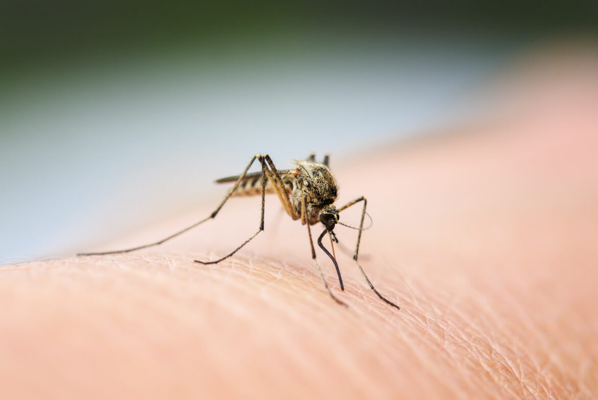 If you live in an area with a lot of mosquitoes, it's important to stay safe. Do mosquitoes carry diseases? The answer is yes.