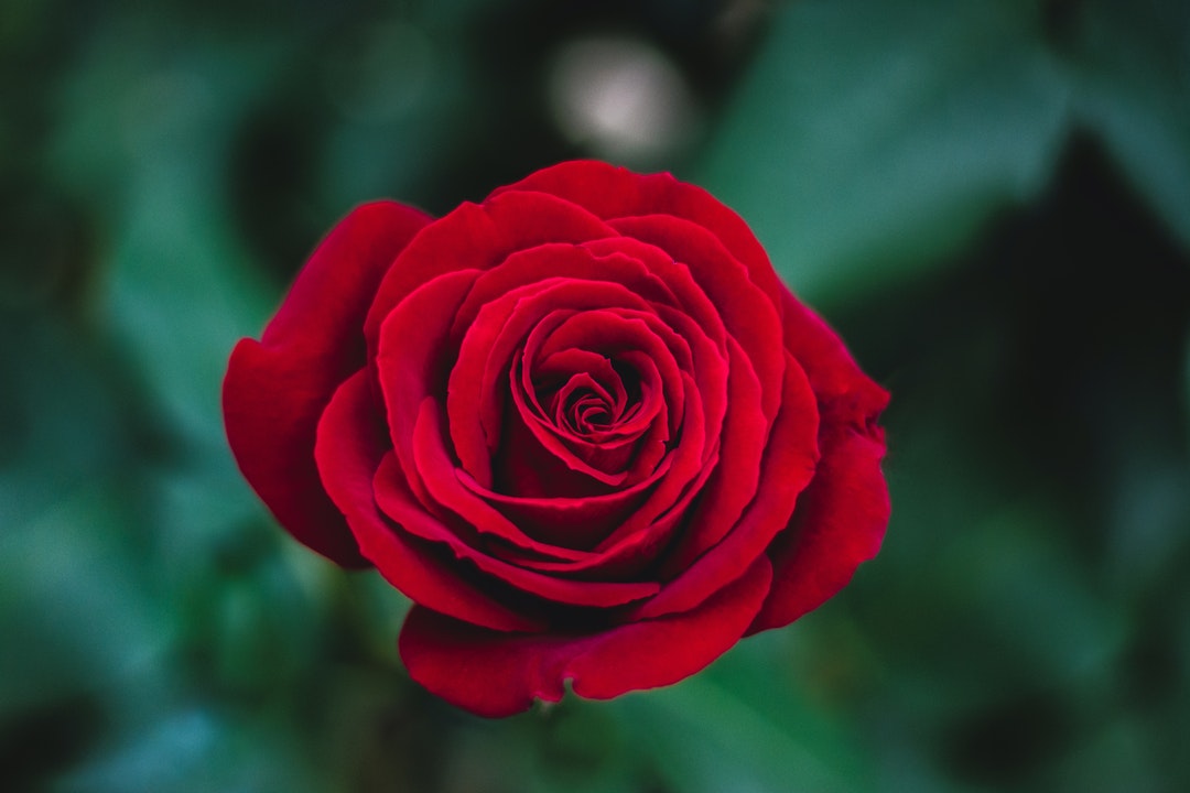 Top 5 Major Benefits of Sending Roses to Someone