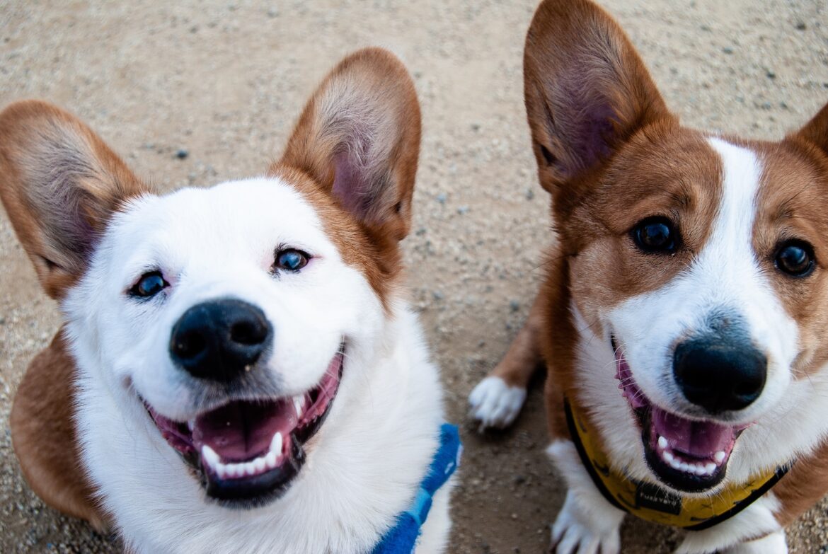 8 Amazing Reasons Why Dogs Make the Perfect Addition to Your Family
