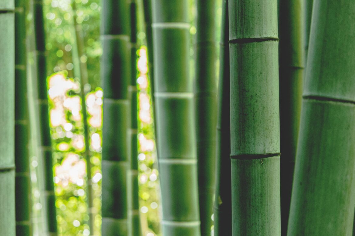 From Nature’s Bounty to Empowering Fashion: Bamboo’s Story