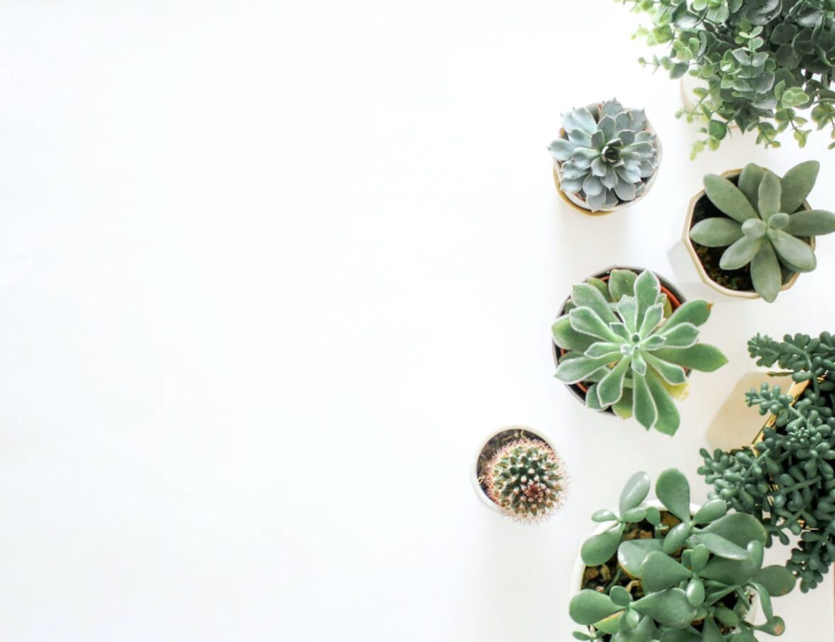 Green Thumb 101: A Beginner’s Guide To Styling And Caring For Indoor Plants