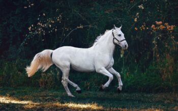 horse